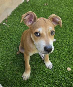 Chex -  Chihuahua Dog for Adoption in Austin, Texas - Chex | PetCurious