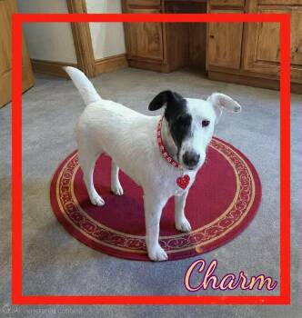 Fox Terrier Dogs Available for Adoption in Grove, Oklahoma - Charm | PetCurious