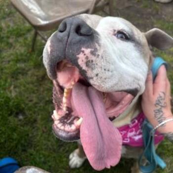 Cee Cee -  Mixed Breed Dog for Adoption in Murray, Utah - Cee Cee | PetCurious