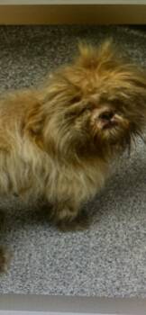 BERTIE -  Shih Tzu Dog for Adoption in Newaygo, Michigan - BERTIE | PetCurious