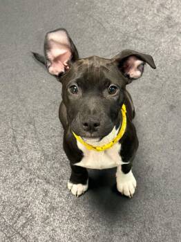 Pit Bull Terrier and Retriever Dogs Available for Adoption in Oceanport, New Jersey - Nemo | PetCurious
