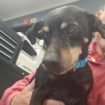 Rescue Miniature Pinscher Dogs for Adoption in Union City, Pennsylvania - Willy | PetCurious