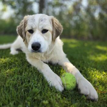 Ariel -  Great Pyrenees Dog for Adoption in Mckean, Pennsylvania - Ariel | PetCurious