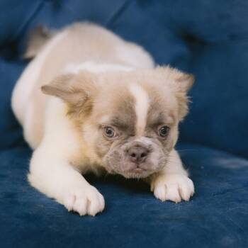 Saba -  French Bulldog Dog for Adoption in Zionsville, Indiana - Saba | PetCurious