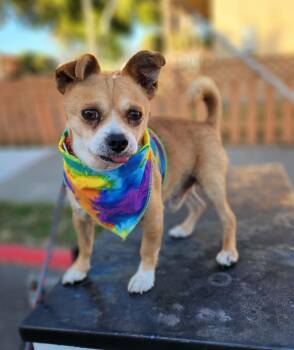 Randall -  Chihuahua Dog for Adoption in Hayward, California - Randall | PetCurious