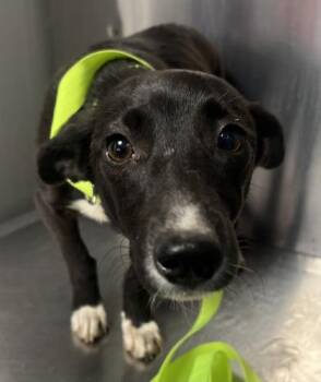 Blitz -  Chihuahua and Mixed Breed Dog for Adoption in Fresno, California - Blitz | PetCurious