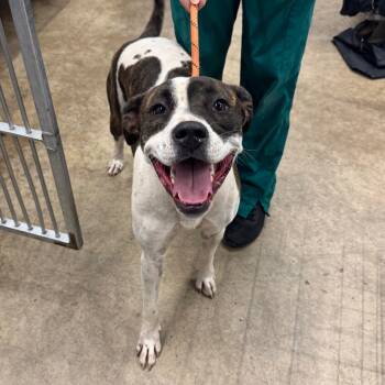 Rescue Pit Bull Terrier Dogs for Adoption in Abilene, Texas - Bella | PetCurious