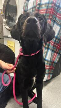 Labrador Retriever and Mixed Breed Dogs Available for Adoption - Free Brittany | PetCurious