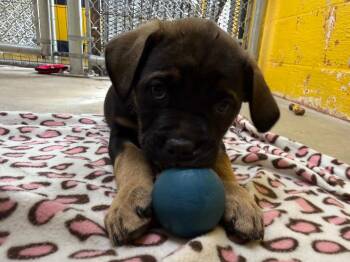 Mixed Breed Dogs Available for Adoption - Nutella | PetCurious