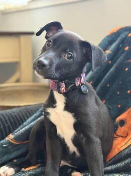 Blossom -  Mixed Breed Dog for Adoption in Visalia, California - Blossom | PetCurious