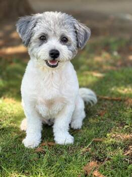 Canopy -  Havanese and Poodle Dog for Adoption in Palo Alto, California - Canopy | PetCurious