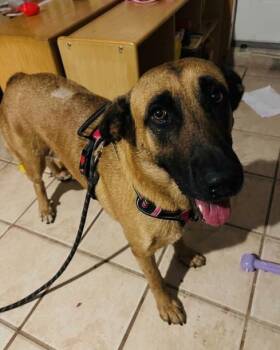 Millie -  Black Mouth Cur Dog for Adoption in Woodstock, Ontario - Millie | PetCurious