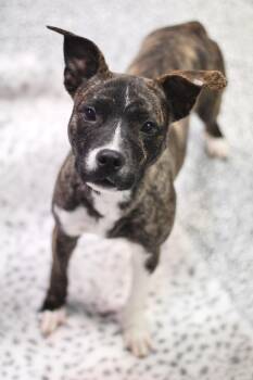 Rescue Terrier Dogs for Adoption in Manchester, New Hampshire - Nole In NH! Come Meet Our Adoptable Dogs Wednesday-Saturday. Mor | PetCurious