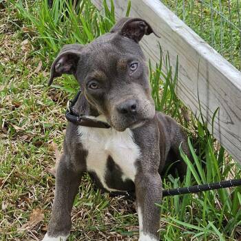 American Staffordshire Terrier Dogs Available for Adoption in Cleveland, Texas - Bruiser | PetCurious