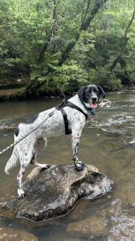 Theo 929-26 -  German Shorthaired Pointer and Mixed Breed Dog for Adoption in Cumming, Georgia - Theo 929-26 | PetCurious