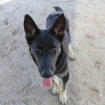 Jack -  German Shepherd Dog Dog for Adoption in Yucca Valley, California - Jack | PetCurious