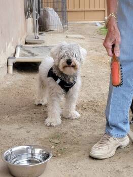 Rescue Schnauzer and Poodle Dogs for Adoption in Coachella, California - Jacque | PetCurious