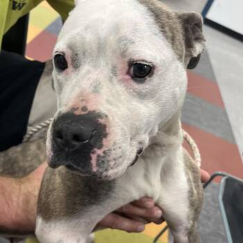 Katarah -  Mixed Breed Dog for Adoption in Philadelphia, Pennsylvania - Katarah | PetCurious