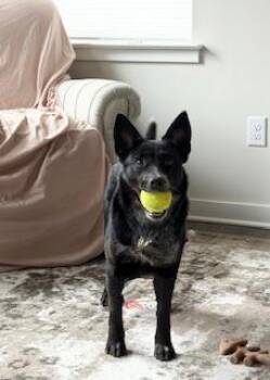 Australian Kelpie Dogs Available for Adoption - Stormi | PetCurious