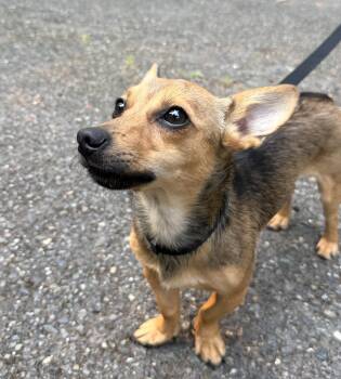 Ziggy -  Chiweenie and Corgi Dog for Adoption in Puyallup, Washington - Ziggy | PetCurious