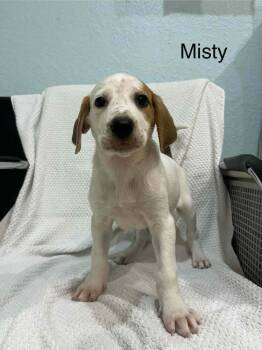 Rescue Hound and Mixed Breed Dogs for Adoption in Pinellas Park, Florida - Misty (Maxine Litter) | PetCurious