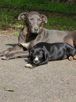 Chunkie -  Labrador Retriever Dog for Adoption in Blairsville, Georgia - Chunkie | PetCurious