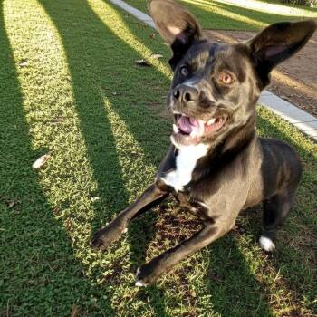 Rebel -  Mixed Breed Dog for Adoption - Rebel | PetCurious