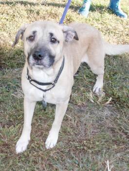 Rescue Mixed Breed Dogs for Adoption in Gloucester, Virginia - Rocket | PetCurious