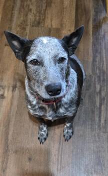 Dolly - MD -  Australian Cattle Dog Blue Heeler Dog for Adoption in South Hempstead, New York - Dolly - MD | PetCurious