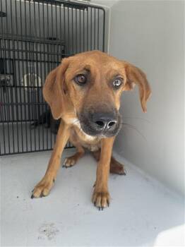A657650 -  Redbone Coonhound and Mixed Breed Dog for Adoption in Houston, Texas - A657650 | PetCurious