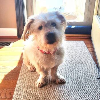 West Highland White Terrier Westie and Mixed Breed Dogs Available for Adoption - Stewie | PetCurious