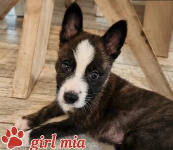 Dutch Shepherd and Husky Dogs Available for Adoption in Fort Lauderdale, Florida - Mia | PetCurious