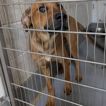 191326 LOOKING FOR OWNER -  Labrador Retriever Dog for Adoption in Ravenna, Ohio - 191326 LOOKING FOR OWNER | PetCurious