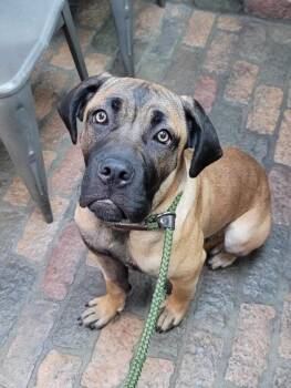 Lola -  Mastiff and Mixed Breed Dog for Adoption in Severance, Colorado - Lola | PetCurious