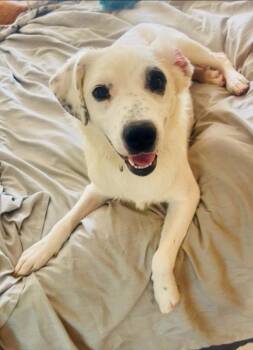 Charlie -  Australian Cattle Dog Blue Heeler and Mixed Breed Dog for Adoption in Fayetteville, Tennessee - Charlie | PetCurious