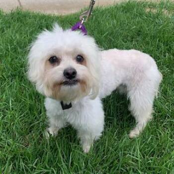 Rescue Maltipoo Dogs for Adoption in Santa Monica, California - DUNCAN | PetCurious