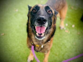 Rescue Belgian Shepherd Malinois Dogs for Adoption in Orlando, Florida - DEXTER | PetCurious