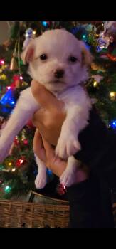 Rescue Chihuahua and Schnauzer Dogs for Adoption in Los Angeles, California - Mojo Jojo | PetCurious