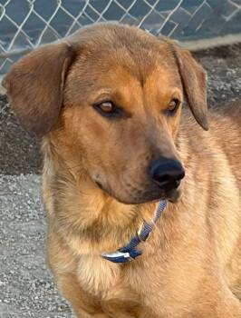 Shepherd Dogs Available for Adoption - Kenzie | PetCurious