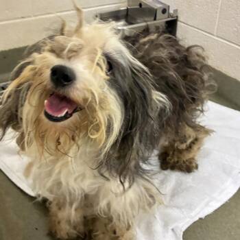 Rosie -  Shih Tzu Dog for Adoption in Harrisonburg, Virginia - Rosie | PetCurious
