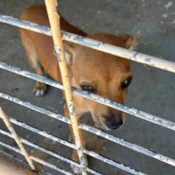 Chiweenie Dogs Available for Adoption - Bitsy | PetCurious