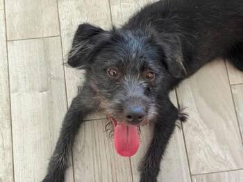 Standard Schnauzer Dogs Available for Adoption in Lutz, Florida - Otis | PetCurious