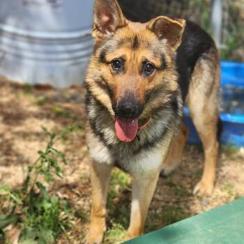 Rescue German Shepherd Dog Dogs for Adoption in Humboldt, Tennessee - Buga ( Bugatti) | PetCurious