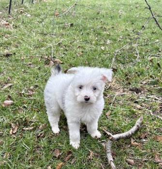 Australian Shepherd Dogs Available for Adoption - Pearl  | PetCurious