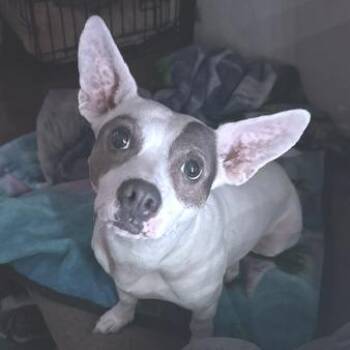Moon -  Chihuahua and Mixed Breed Dog for Adoption in Mooresville, Indiana - Moon | PetCurious