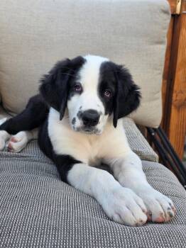 Notch -  Saint Bernard and Great Dane Dog for Adoption in Lewiston, Idaho - Notch | PetCurious