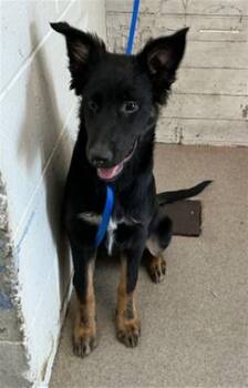 MILEY -  German Shepherd Dog Dog for Adoption in San Bernardino, California - MILEY | PetCurious