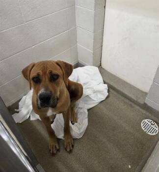 BAILEY -  Mastiff and Mixed Breed Dog for Adoption in St. Louis, Missouri - BAILEY | PetCurious