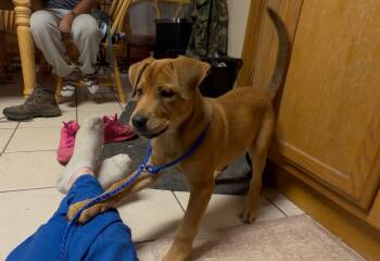 Redbone Coonhound and Labrador Retriever Dogs Available for Adoption in Cincinnati, Ohio - ANNIE OAKLEY | PetCurious