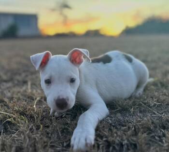 Rescue Australian Shepherd Dogs for Adoption in Carolina, Carolina - Mario - The Baby Cow | PetCurious